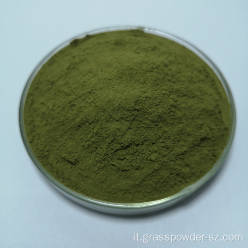 Succo di orzo verde organico in polvere